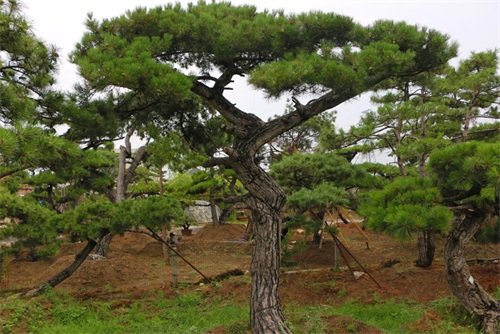 如何判斷造型松樹的健康狀況？